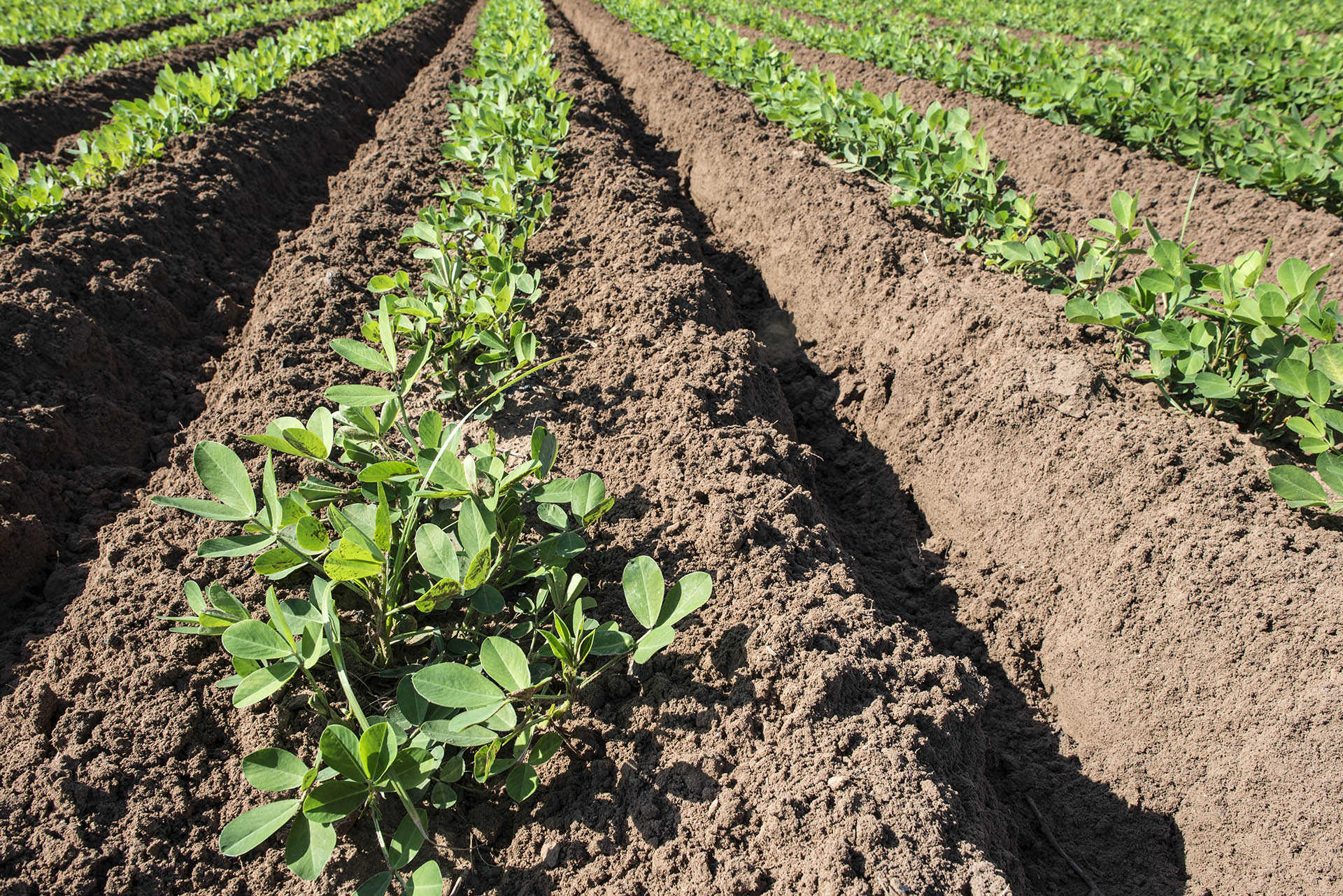 Peanut plantation